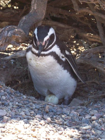 hier gibts kein Küken auf dem Bild 