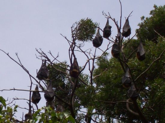 In den Royal Botanic Gardens finden sich hunderte von Flughunden, die aussehen wie riesige Fledermäuse. Allerdings vermutlich nur noch dieses Jahr...weil sie nämlich die Pflanzen und Bäume zerstören sollen sie verjagt werden...
