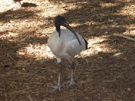 So wie man bei uns Tauben in den Städten sieht, sieht man hier immer wieder Ibisse.