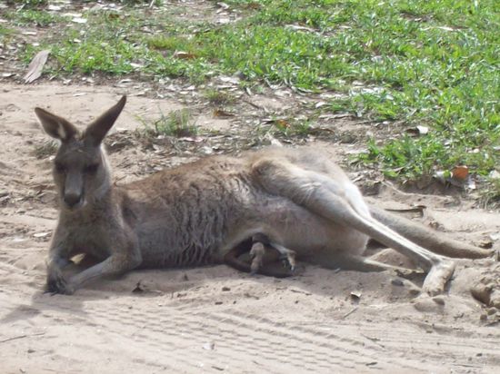 Und sogar gleich mit Baby, das sich auch kurz gezeigt hat, aber gleich wieder im Beutel verschwunden ist.
Die Beine schauen hier noch aus dem Beutel raus.