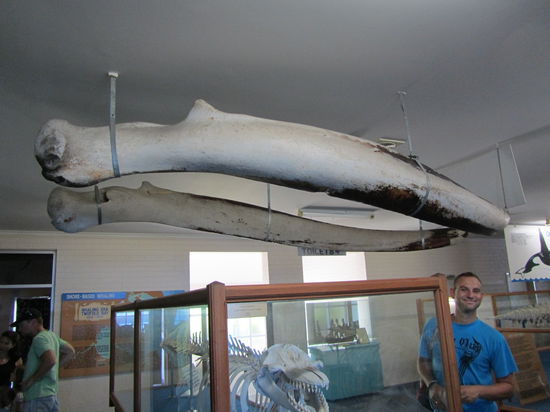 das sind die Kieferknochen eines Bartenwals