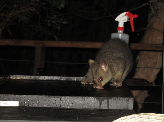 die frechen Opossums (hier beim Grill sauber machen)