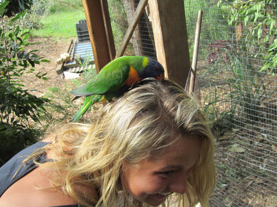 die noch frecheren Papageien