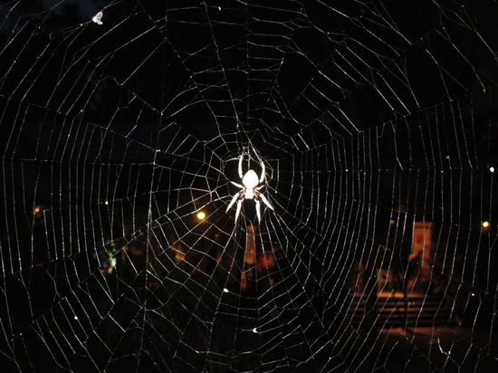 und auch von denen gibts genug...wie hat Jochen das mit seiner Spinnenangst nur ausgehalten  
