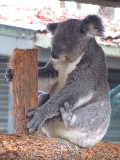Die Bärchen mit weißem Bauchfell sind Weibchen.