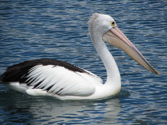 Einer von vielen Pelikanen, die sich im und um den Hafen herum tummeln.