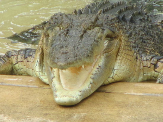 Leistenkrokodile oder auch Salzwasserkrokodile (= Salties) genannt sind die größten heute noch lebenden Krokodile.
Sie werden bis zu 7m lang.