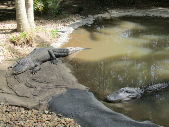 Amerikanische Alligatoren