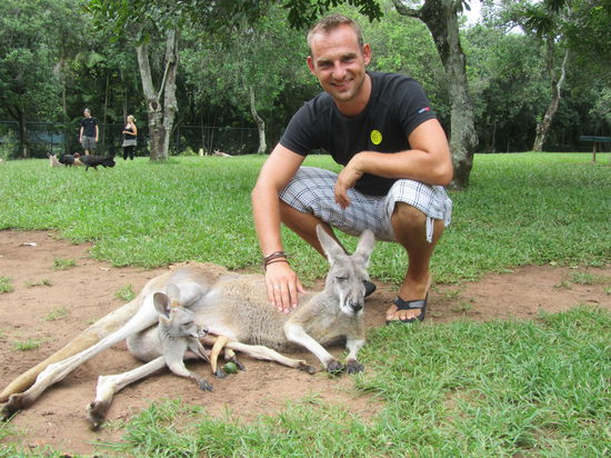 Ein rotes Känguru mit Joey