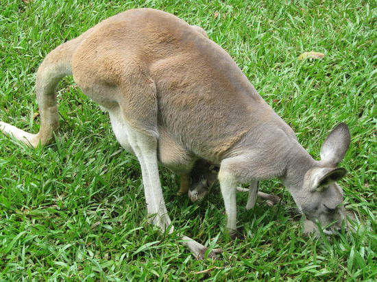 Auch hier ist ein Joey dabei. Der Kopf schaut aus dem Beutel raus.