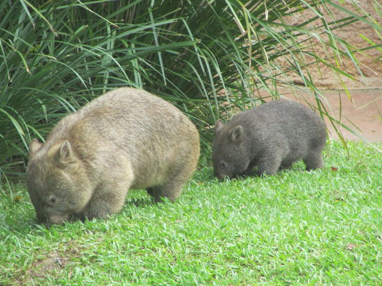 Wombats