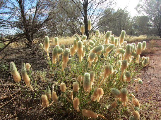 Aufgrunddessen, dass die Jahre 2010 und 2011 ungewöhnlich nass waren sind jetzt teilweise sogar unbekannte Pflanzenarten zu sehen.
Man hat uns gesagt, dass das Gelände normalerweise von roter Erde bestimmt ist.