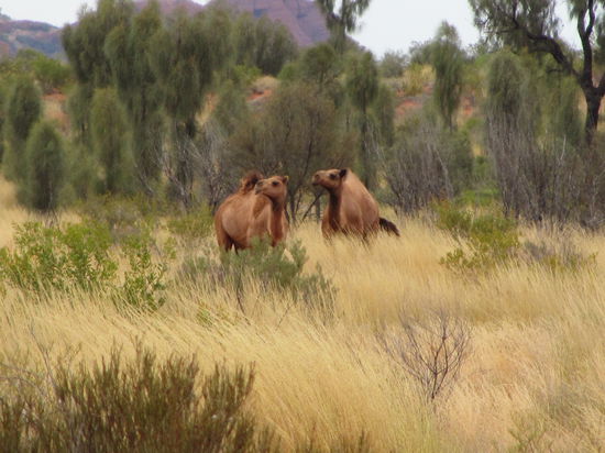 Unterwegs im Park trifft man immer wieder auf wilde Kamele und Dromedare.
Die sind mit ein Grund warum man nachts nicht Auto fahren sollte.