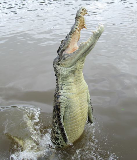 Ein etwa 2,5m - 3m langes Weibchen