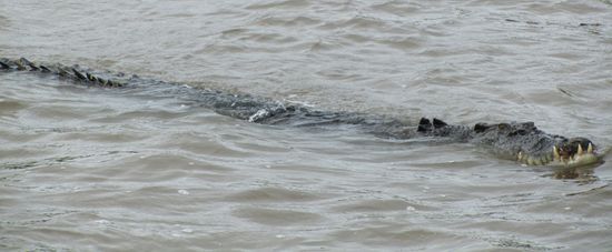 Und ein etwa 3,5m langes Männchen