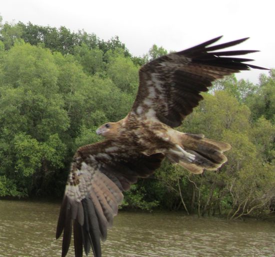 Aber natürlich gibt es hier nicht nur Krokodile, sondern auch unzählige andere Tiere zu sehen.