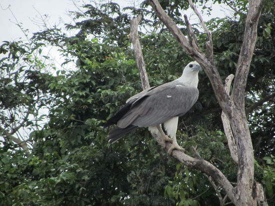 Adler bekommt man seltener zu Gesicht. Wir hatten also Glück.