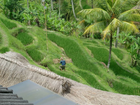Eine dieser tollen Reis-Terrassen, die man überall sieht.