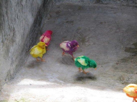 Ostern wird auf Bali auch gefeiert, allerdings malen sie hier die Küken und nicht die Eier an 