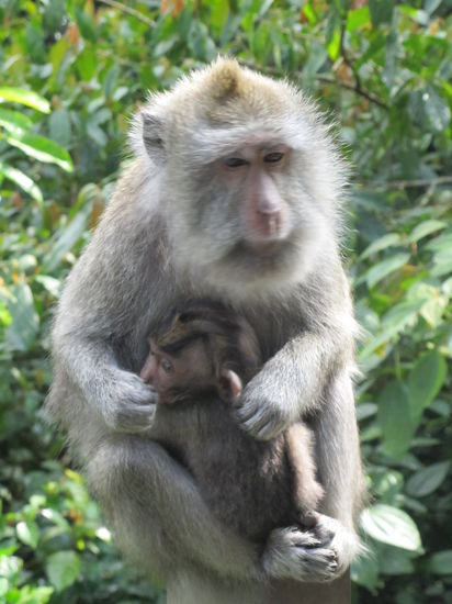 Auf der ganzen Insel trifft man immer wieder auf diese Äffchen.