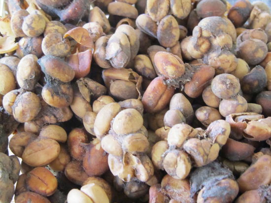 So sieht der teuerste Kaffe der Welt VOR der "menschlichen" Verarbeitung aus. Durch den Katzendarm ist er hier bereits durch.
Sorry Lilie, das können wir dir nicht ersparen *grins*