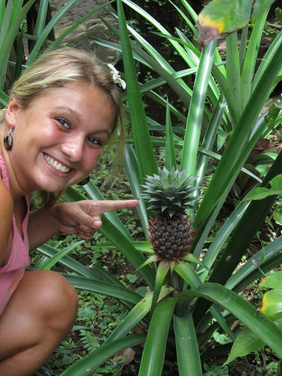 So wachsen also Ananas. Wieder was gelernt.