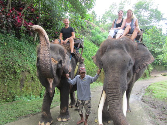 Links ist Sri, eine 27-jährige Elefantendame.
Rechts ist Andro, ein 22-jähriger Elefantenbulle. Beide stammen von Sumatra.