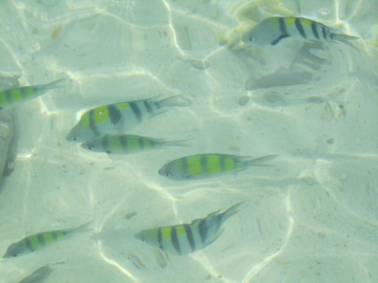 Das Wasser ist so klar, dass man nur 2-3 Meter ins Meer laufen muss, um Fische zu sehen (sogar ohne Schnorcheln zu müssen)