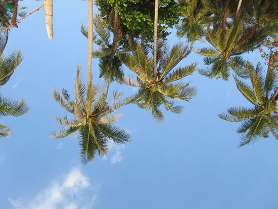 Nein das Bild ist nicht verkehrt herum.
So sieht es nämlich aus wenn man am Strand liegt und zum Himmel schaut 