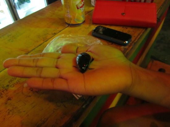 Wobei er auf die Kakerlake verzichtete, der Happen war ihm dann doch etwas zu groß.