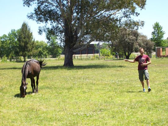 Zu Mittag gabs lecker Pferdeschnitzel..............
........nein Mari, war nur Spaß 