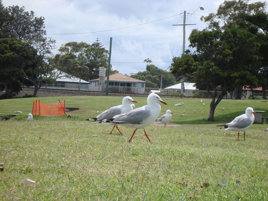 Die böse Vögel haben Mänu angegriffen... 