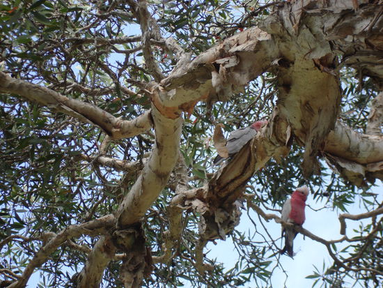 Wir hätten ein Tierlexikon mitnehmen sollen... auch so ein Vogel direkt über unserem Camper.