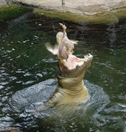 Das war ein Spektakel! Das arme Huhn...