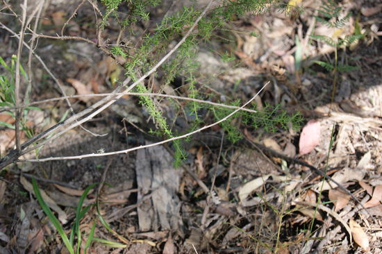 Echse im Drummer Rainforest