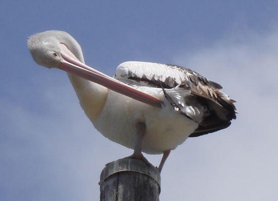 Pelikan am Hafen von Marlo