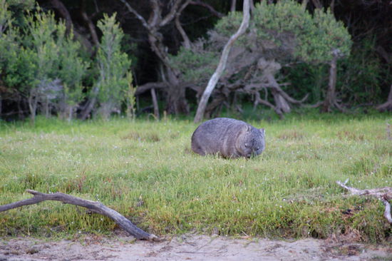 Wombat