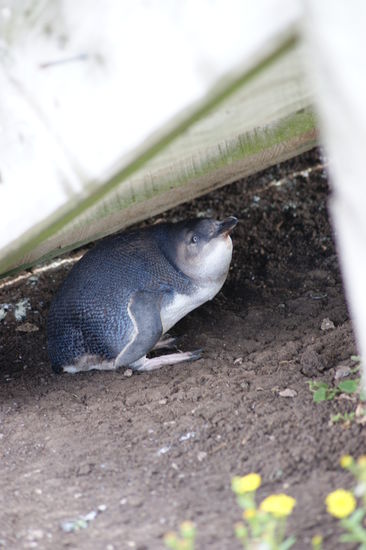 Pinguin am Tag der sich unter einer Treppe versteckte...