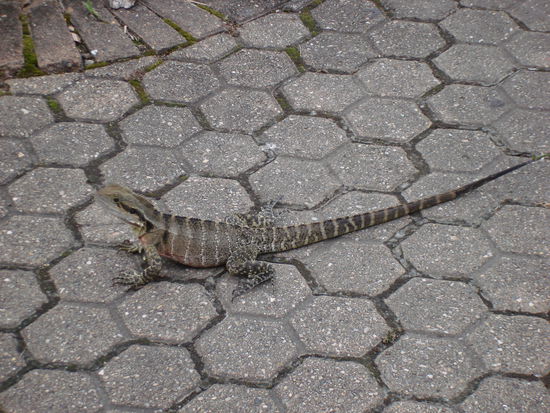 Unser erstes wildlebendes Tier das wir in freier Wildbahn sahen... 