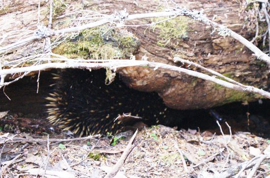 Echidna