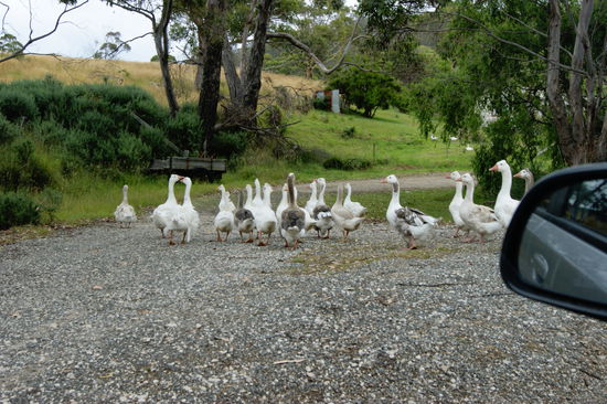 Der weg wurde für einmal von einer Scharr Gänsen versperrt.