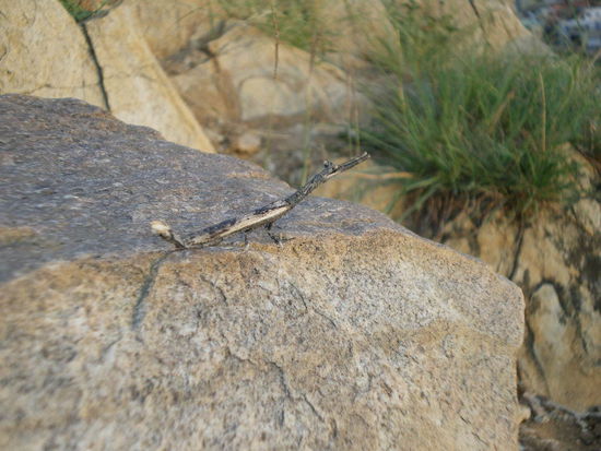 Stabheuschrecke - Gexes neuer Liebling