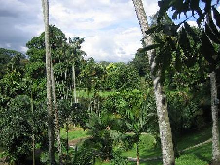 kleiner Palmengarten...