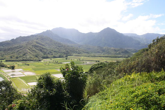 Taro ist ein beliebtes Nahrungsmittel in Hawaii