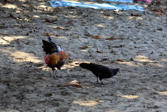 Freilaufende Hühner findet man überall. Bei einem Wirbelsturm wurden die Ställe zerstört und die Tiere auf der ganzen Insel verteilt, wo sie nun als Wildtiere leben.