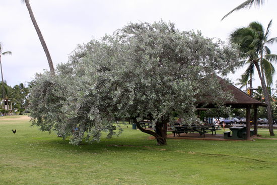 Wie überall an Stränden und in öffentlichen Parks in Hawaii, findet man auch hier Grillplätze
