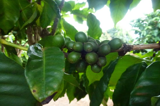 Die Bohnen am Strauch