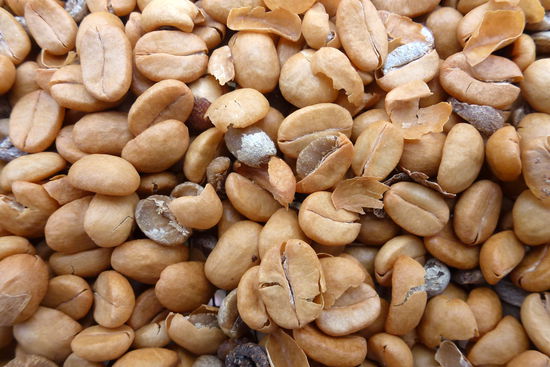 Sieht aus wie Erdnüsse, sind aber Kaffeebohnen.