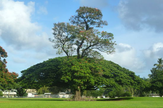 Wow!! Was für ein fazinierender Baum!