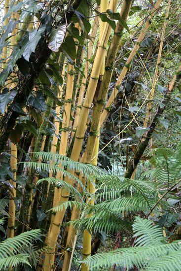 Das erstemal, dass ich "freilaufenden" Bambus gesehen habe.